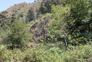 Feudo Mitogio